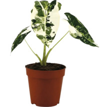 Alocasia macrorrhiza Variegata v hnědém plastovém květináči.