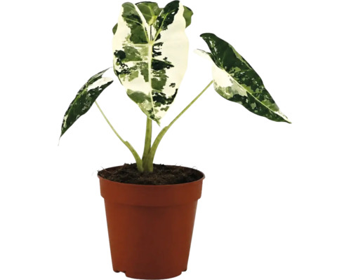 Alocasia macrorrhiza Variegata v hnědém plastovém květináči.