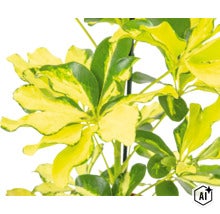 Pokojová rostlina Schefflera arboricola s panašovanými listy na opěrné tyči (Image AI modified or generated)