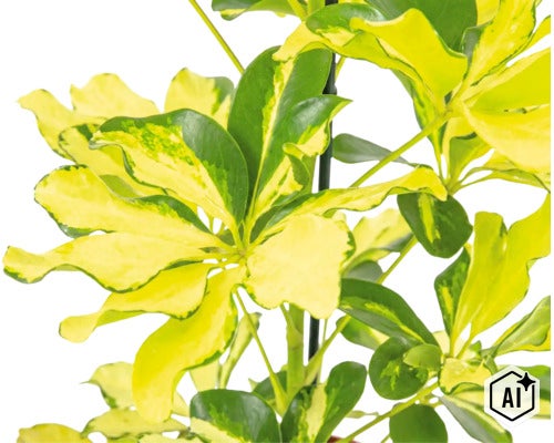 Pokojová rostlina Schefflera arboricola s panašovanými listy na opěrné tyči (Image AI modified or generated)