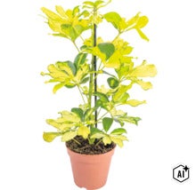 Schefflera arboricola s panašovanými listy v květináči s oporou (Image AI modified or generated)