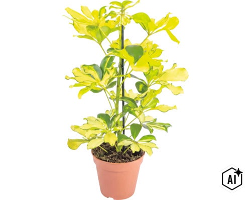 Schefflera arboricola s panašovanými listy v květináči s oporou (Image AI modified or generated)