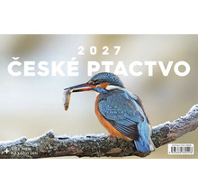 Nástěnný kalendář 2027 České ptactvo s ledňáčkem na zasněžené větvi.
