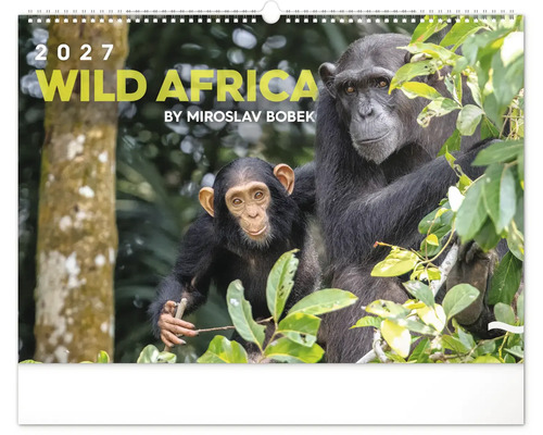 Nástěnný kalendář 2027 Wild Africa s fotografií šimpanzů v džungli