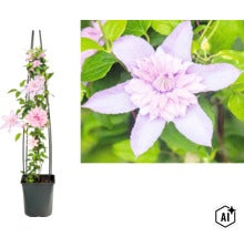 Plamének Clematis s oporou pro pnutí v plastovém květináči (Image AI modified or generated)