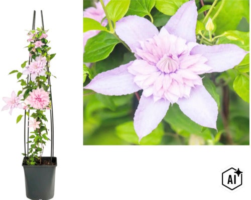 Plamének Clematis s oporou pro pnutí v plastovém květináči (Image AI modified or generated)