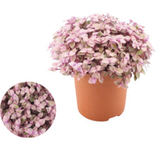 Callisia repens v plastovém květináči s detailním záběrem listů.