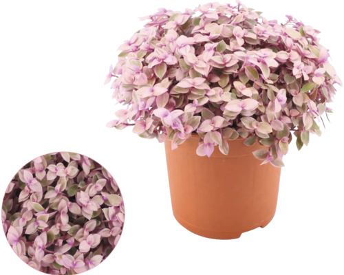 Callisia repens v plastovém květináči s detailním záběrem listů.