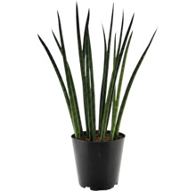 Pokojová rostlina Sansevieria cylindrica v plastovém květináči