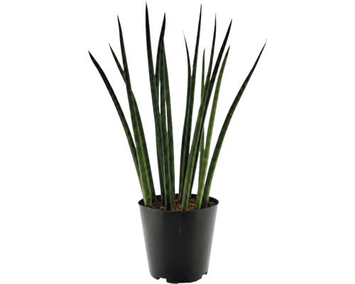 Pokojová rostlina Sansevieria cylindrica v plastovém květináči