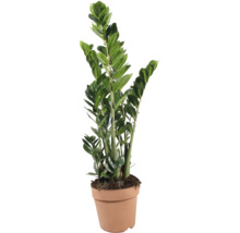 Pokojová rostlina Zamioculcas Zamiifolia v plastovém květináči
