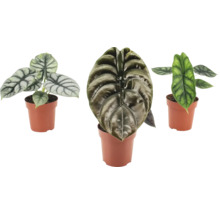 Tři pokojové rostliny Alocasia v květináčích se strukturovanými listy