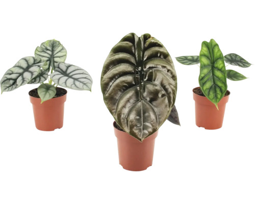 Tři pokojové rostliny Alocasia v květináčích se strukturovanými listy
