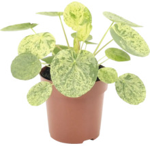 Pokojová rostlina Pilea peperomioides Variegata v květináči s kulatými vzorovanými listy.