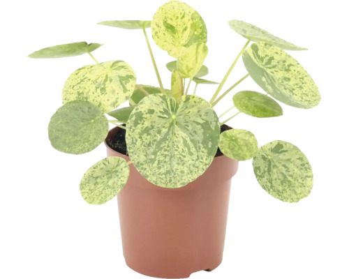 Pokojová rostlina Pilea peperomioides Variegata v květináči s kulatými vzorovanými listy.
