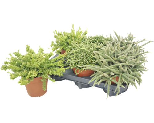 Sada tří různých sukulentů nebo rostlin Sedum v květináčích na plastovém podnosu