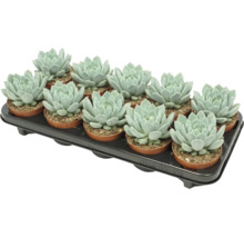 Podnos s dvanácti sukulenty Echeveria v malých plastových květináčích pro dekoraci pokojových rostlin.
