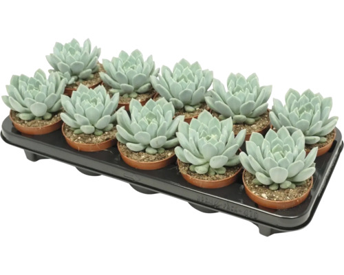 Podnos s dvanácti sukulenty Echeveria v malých plastových květináčích pro dekoraci pokojových rostlin.