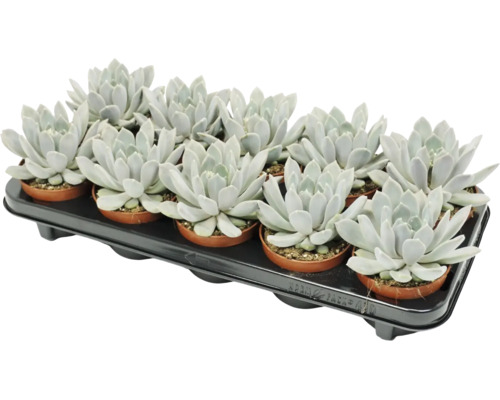 Sada 12 kusů sukulentů Echeveria v malých plastových květináčích na černé přepravní paletě.