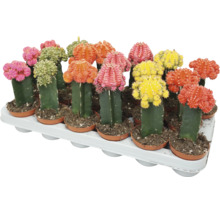 Sada vícebarevných kaktusů Gymnocalycium v plastových květináčích na podnosu.