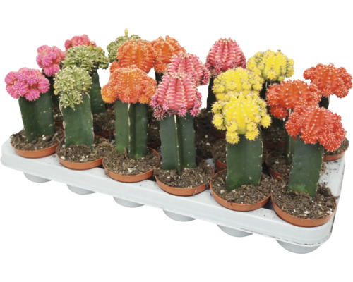 Sada vícebarevných kaktusů Gymnocalycium v plastových květináčích na podnosu.
