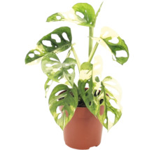 Pokojová rostlina Monstera Adansonii Variegata v květináči s děrovanými listy