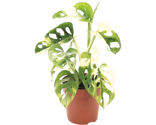 Pokojová rostlina Monstera Adansonii Variegata v květináči s děrovanými listy