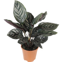Pokojová rostlina Calathea Ornata v plastovém květináči s pruhovanými oválnými listy
