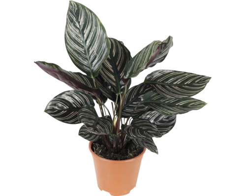 Pokojová rostlina Calathea Ornata v plastovém květináči s pruhovanými oválnými listy