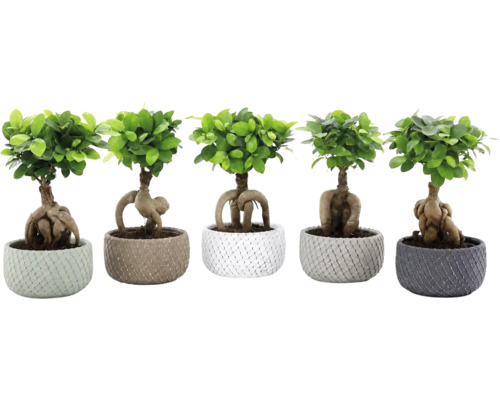 Pět rostlin Ficus Ginseng jako bonsaje ve strukturovaných květináčích s viditelnými kořeny.