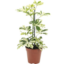 Pokojová rostlina Schefflera arboricola v plastovém květináči s oporou