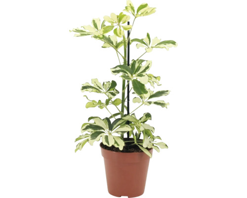 Pokojová rostlina Schefflera arboricola v plastovém květináči s oporou