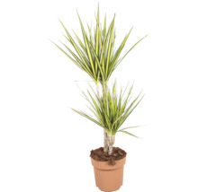 Pokojová rostlina Dracaena marginata v květináči s dlouhými špičatými listy