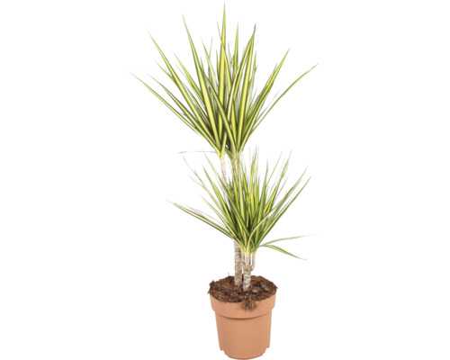 Pokojová rostlina Dracaena marginata v květináči s dlouhými špičatými listy