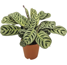Pokojová rostlina Calathea makoyana s vzorovanými listy v květináči