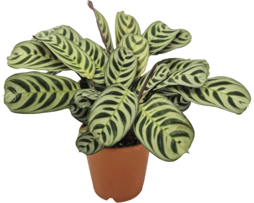 Pokojová rostlina Calathea makoyana s vzorovanými listy v květináči