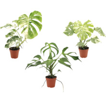 Tři rostliny Monstera v plastových květináčích, dvě s panašovanými listy a jedna zelená Monstera Tetrasperma.