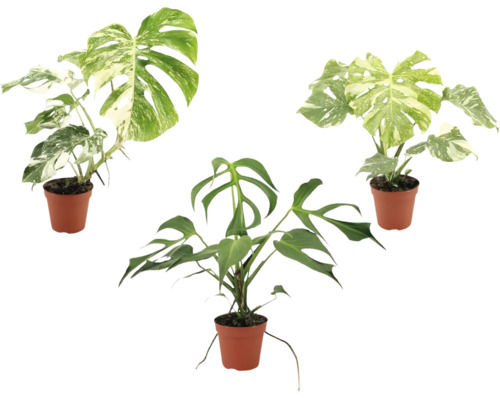 Tři rostliny Monstera v plastových květináčích, dvě s panašovanými listy a jedna zelená Monstera Tetrasperma.