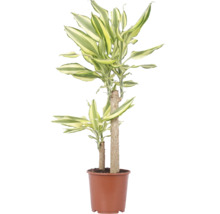 Pokojová rostlina Dracaena Fragans v hnědém plastovém květináči