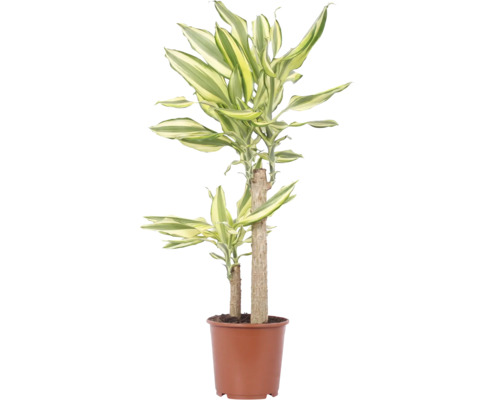 Pokojová rostlina Dracaena Fragans v hnědém plastovém květináči