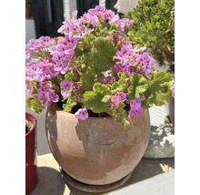 Růžové pelargonie v kulatém terakotovém květináči na terase