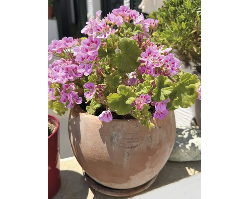 Růžové pelargonie v kulatém terakotovém květináči na terase