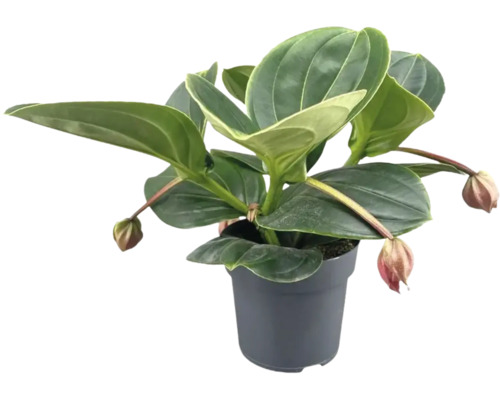 Pokojová rostlina Medinilla magnifica v kulatém plastovém květináči s velkými lesklými listy a visícími poupaty.