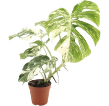 Pokojová rostlina Monstera Deliciosa Variegata v plastovém květináči