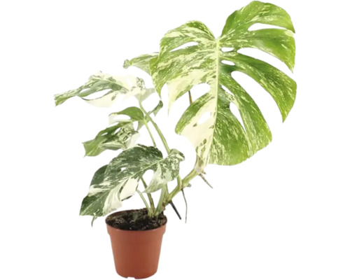 Pokojová rostlina Monstera Deliciosa Variegata v plastovém květináči
