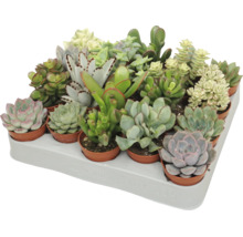 Podnos s různými sukulenty v malých květináčích, různé druhy jako Echeveria a Crassula v přepravním podnosu.