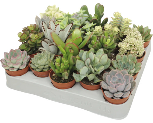 Podnos s různými sukulenty v malých květináčích, různé druhy jako Echeveria a Crassula v přepravním podnosu.