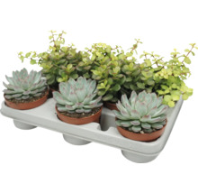 Podnos se třemi sukulenty Echeveria a pokojovou rostlinou Portulacaria Afra v malých plastových květináčích pro dekoraci.