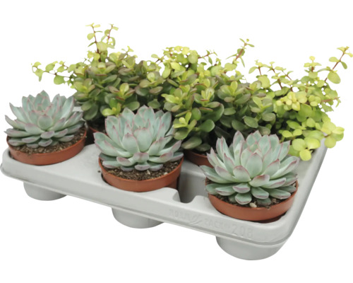 Podnos se třemi sukulenty Echeveria a pokojovou rostlinou Portulacaria Afra v malých plastových květináčích pro dekoraci.