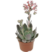 Sukulent Echeveria v květináči s květenstvím